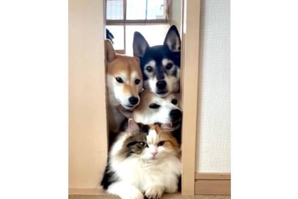 可愛すぎか…！3柴犬＋1猫の“みっちりモフモフ団子”に癒される【動画