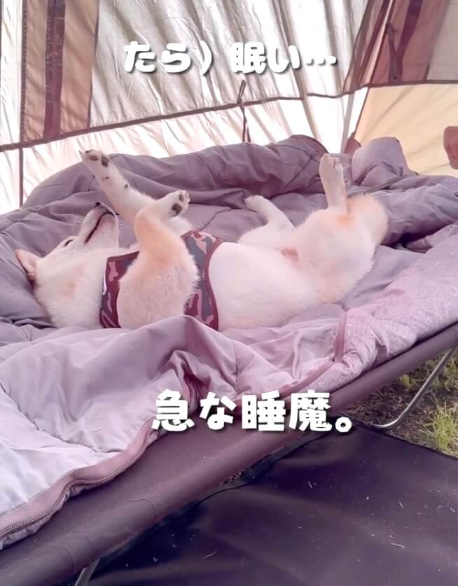 柴犬,動画