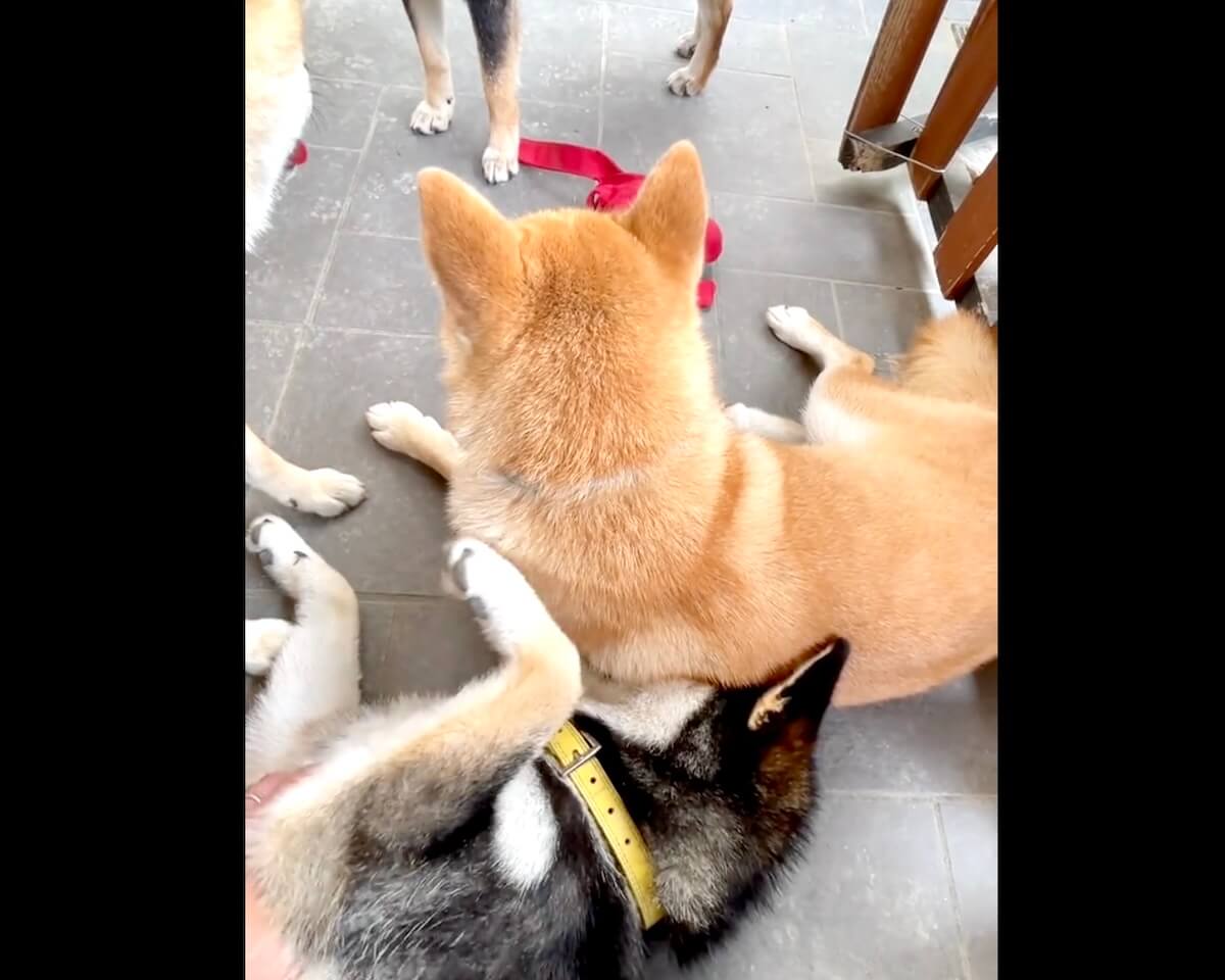 柴犬,動画