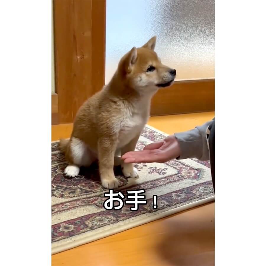 柴犬,動画