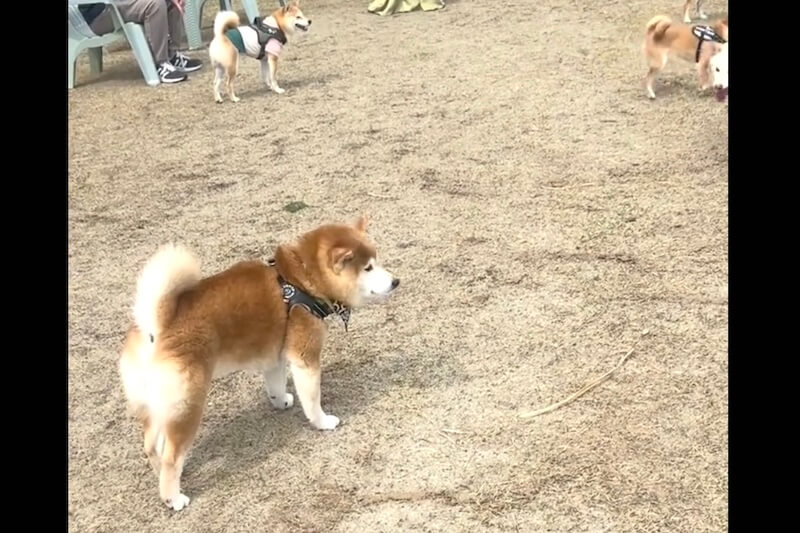 柴犬,動画
