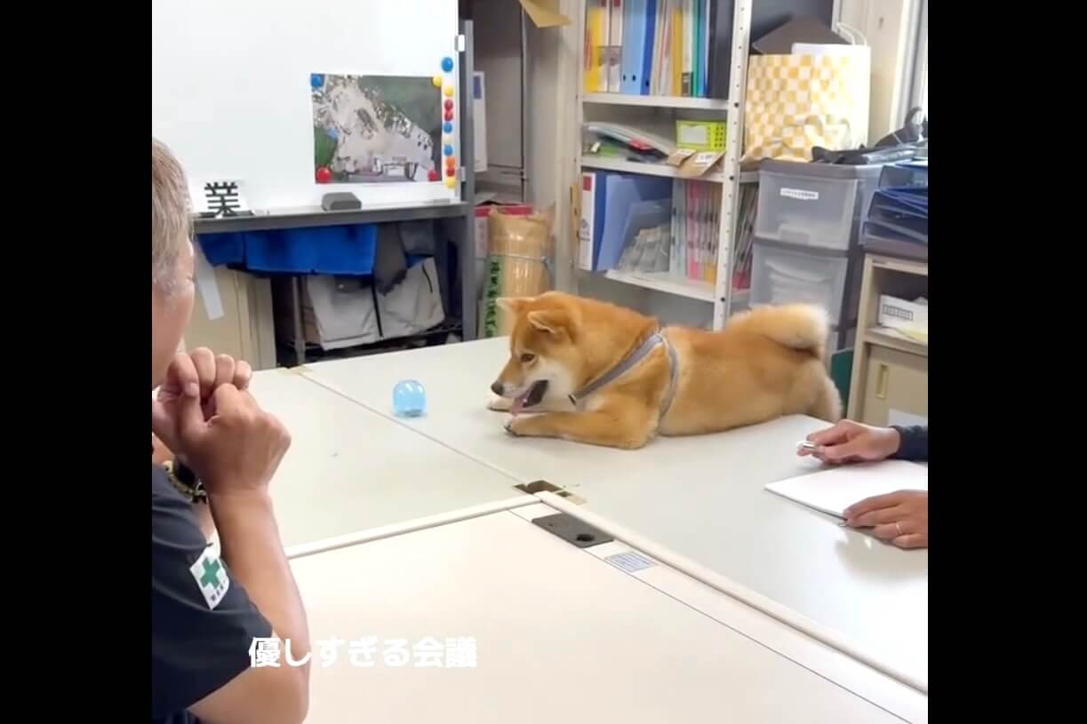 柴犬,動画