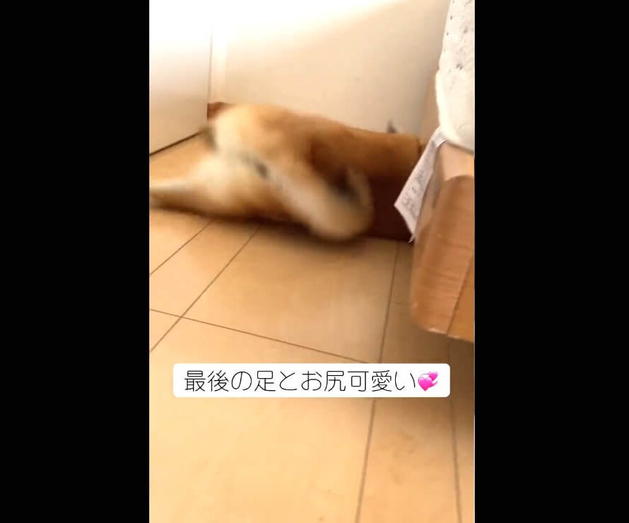 柴犬,動画