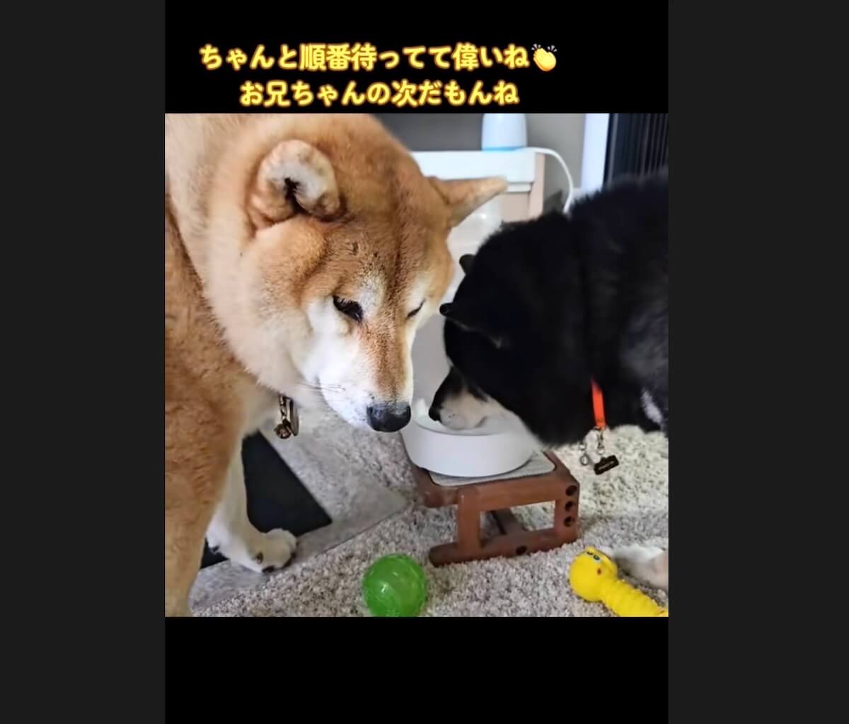 柴犬,動画