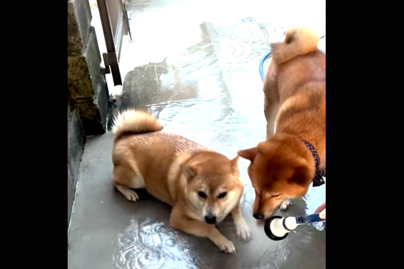 柴犬,動画