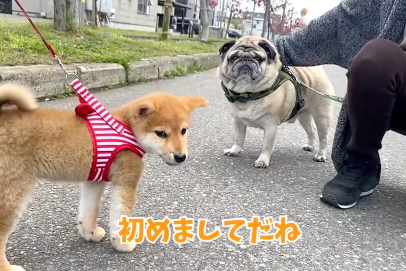 柴犬,動画