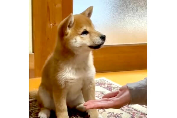 オテ？何言ってんの？」“お手”を理解できなくてずっと不思議顔の柴犬