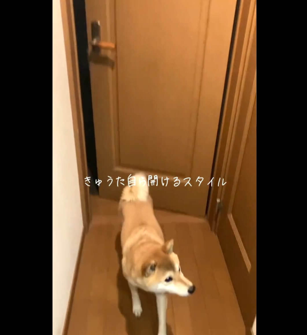 柴犬,動画