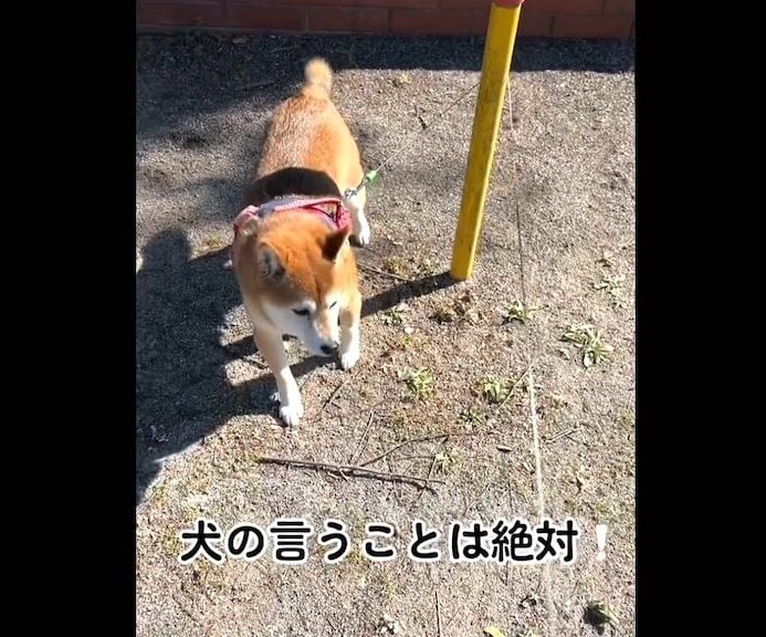 柴犬,動画