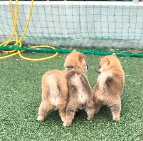 柴犬,動画