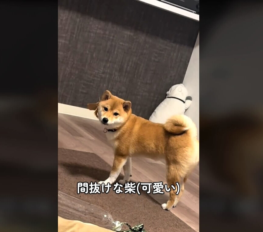 柴犬,動画