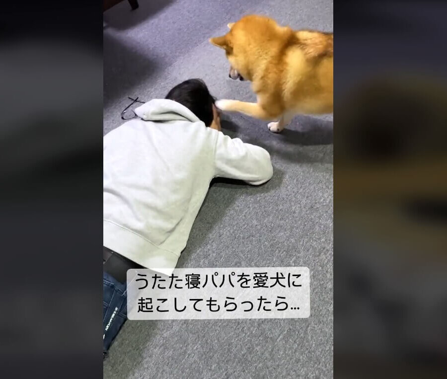 柴犬,動画