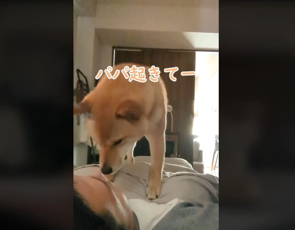 柴犬,動画