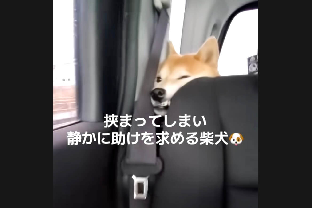 柴犬,動画
