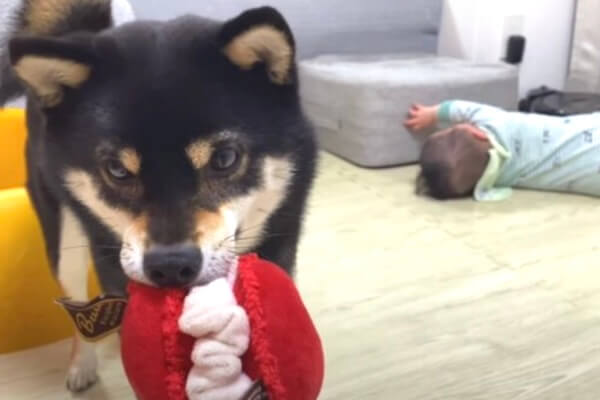 それぞれなのね】柴犬と赤ちゃんのほっこり絡み…と思ったら絡みゼロで
