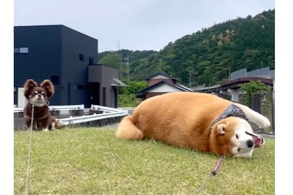 【しばいぬページ】 ふんばるず (Regular) シバイヌ | ドリームズ公式オンラインショップ