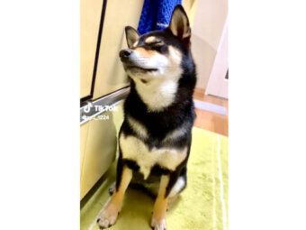 柴犬,動画