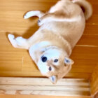 柴犬,YouTube