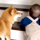柴犬,動画