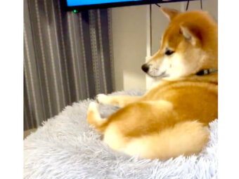 柴犬,動画