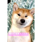 柴犬,YouTube