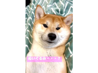 柴犬,YouTube