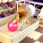 柴犬,動画