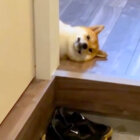 柴犬,Instagram