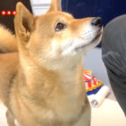 柴犬,YouTube