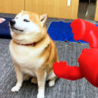 柴犬,YouTube