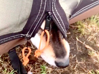 柴犬,動画