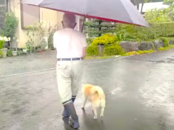 柴犬,YouTube