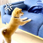 柴犬,YouTube