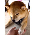 柴犬,動画
