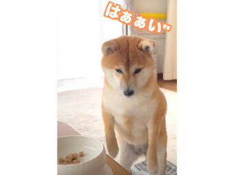 柴犬,YouTube