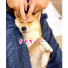 柴犬,YouTube