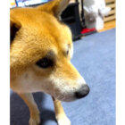 柴犬,動画