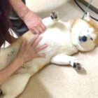 柴犬,動画