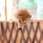 柴犬,YouTube