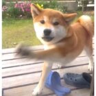 柴犬,動画