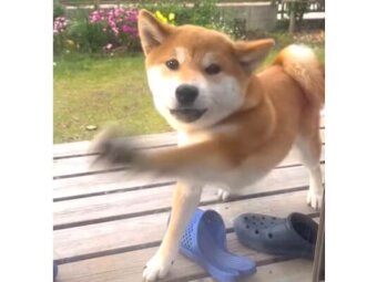 柴犬,動画