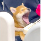 柴犬,動画