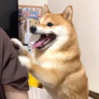 柴犬,動画