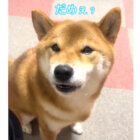 柴犬,動画