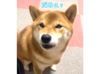 柴犬,動画