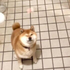 柴犬,動画