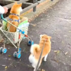 柴犬,動画