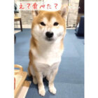 柴犬,動画