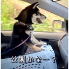 柴犬,動画