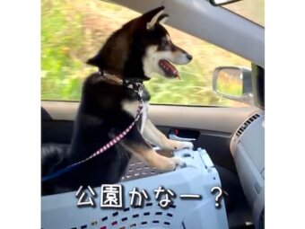 柴犬,動画
